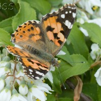 Painted Lady